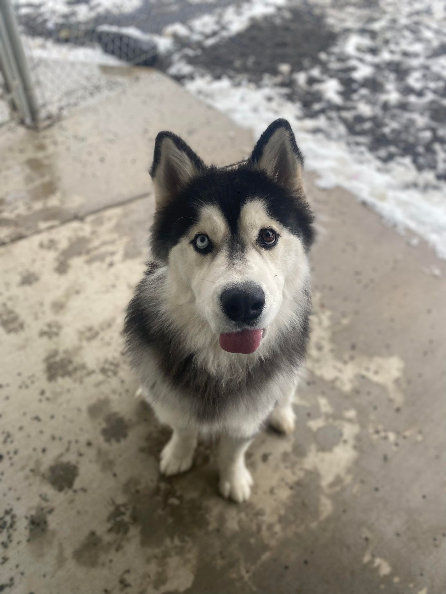 dog-image
