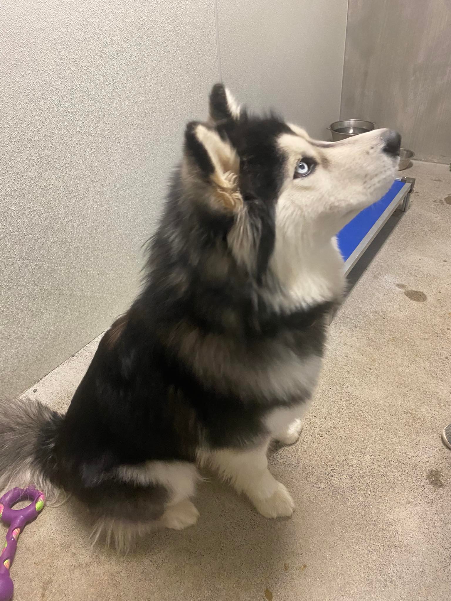 dog-image