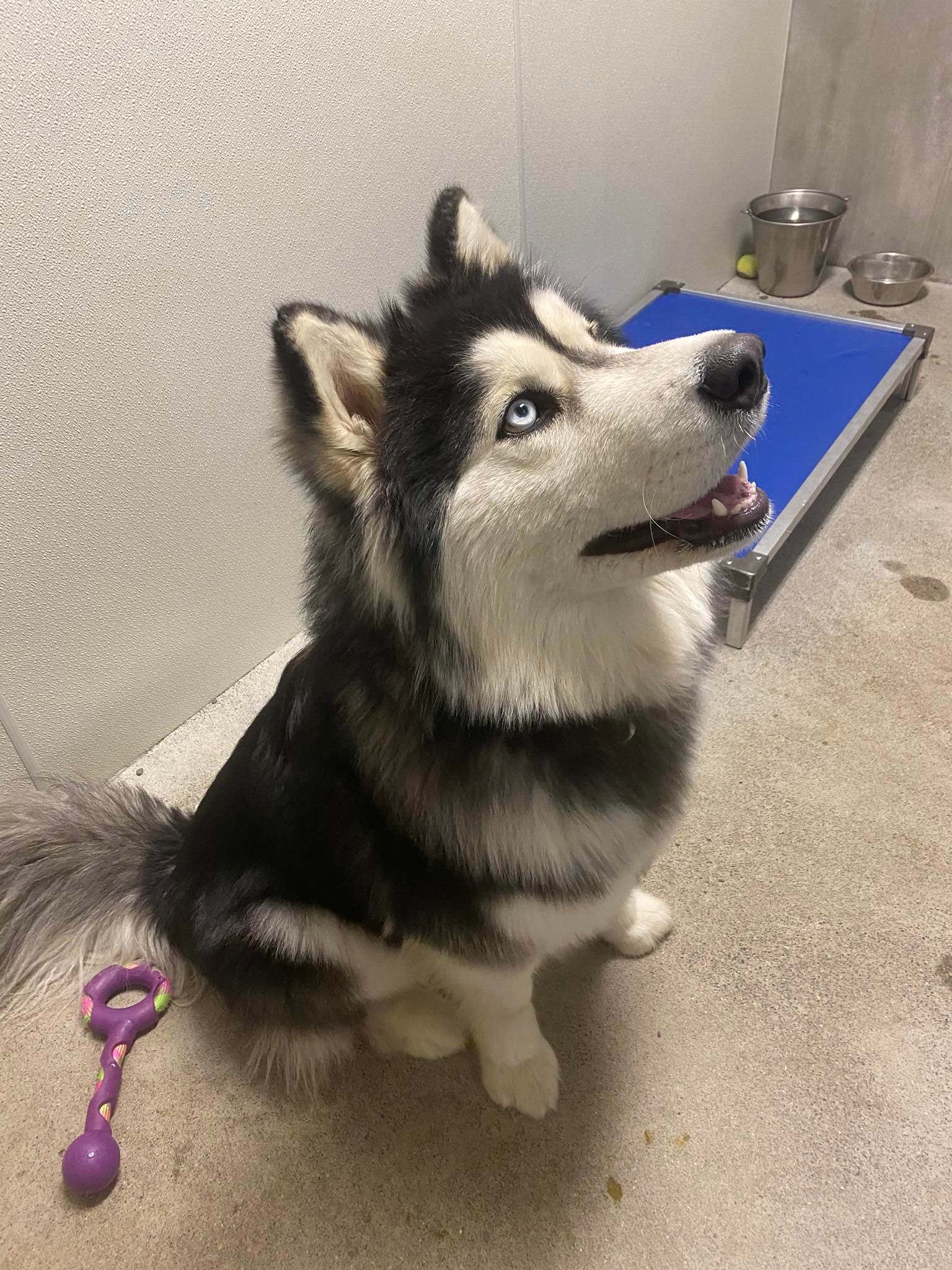 dog-image