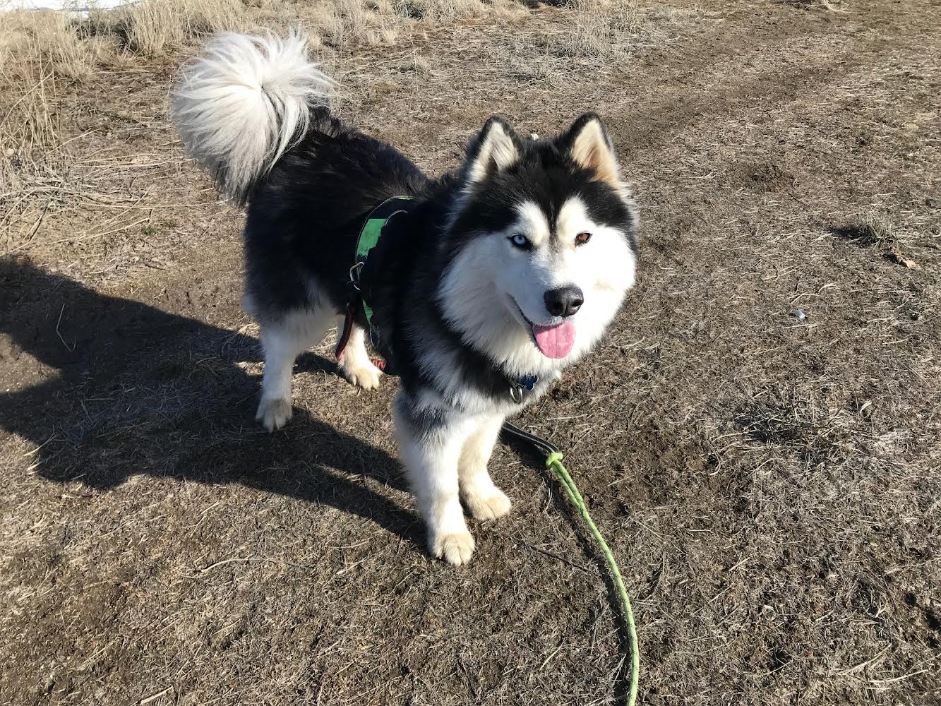 dog-image
