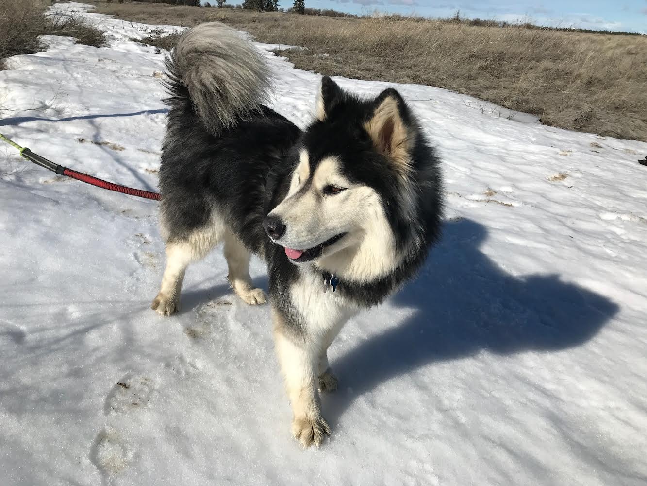dog-image