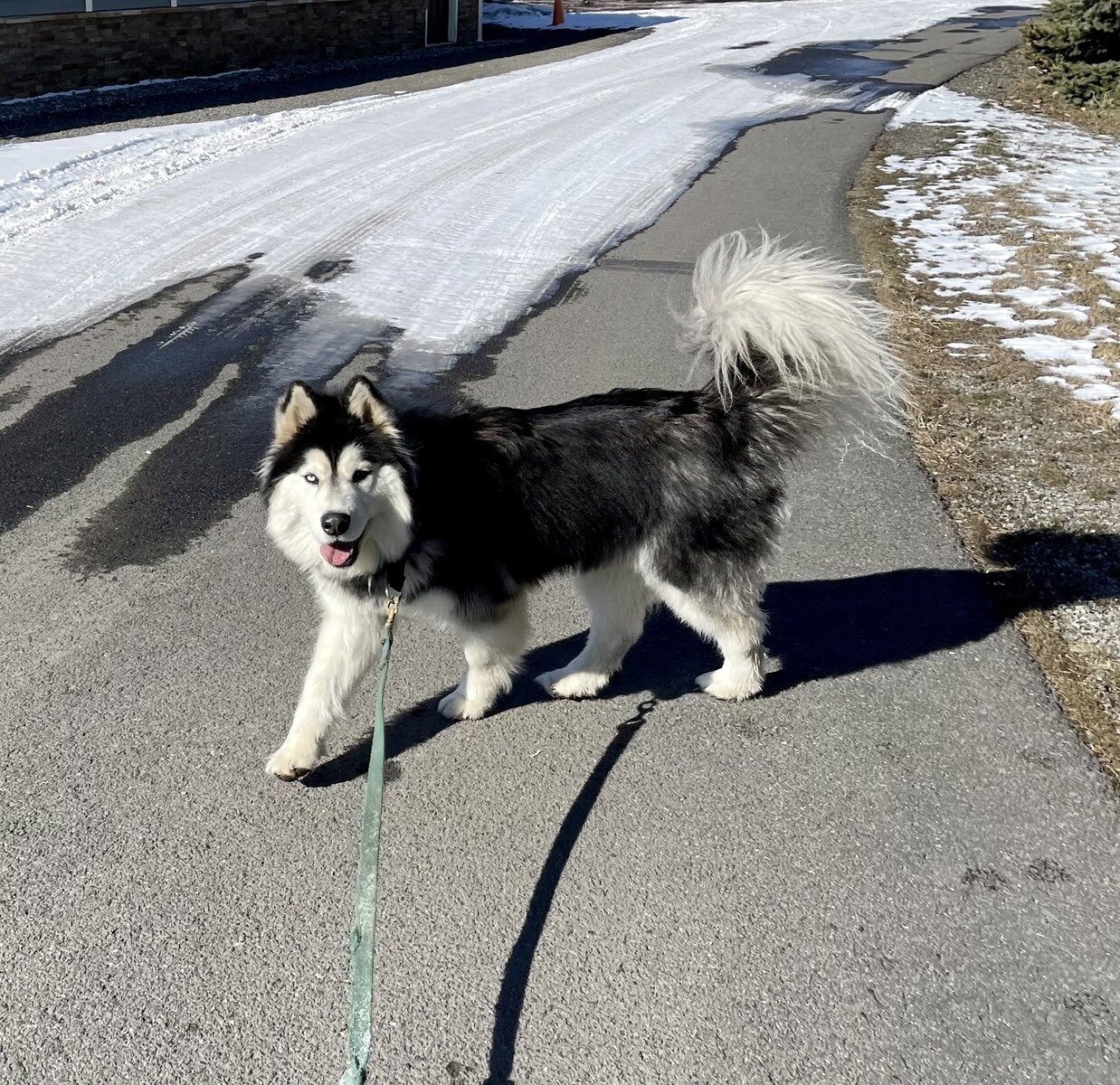 dog-image