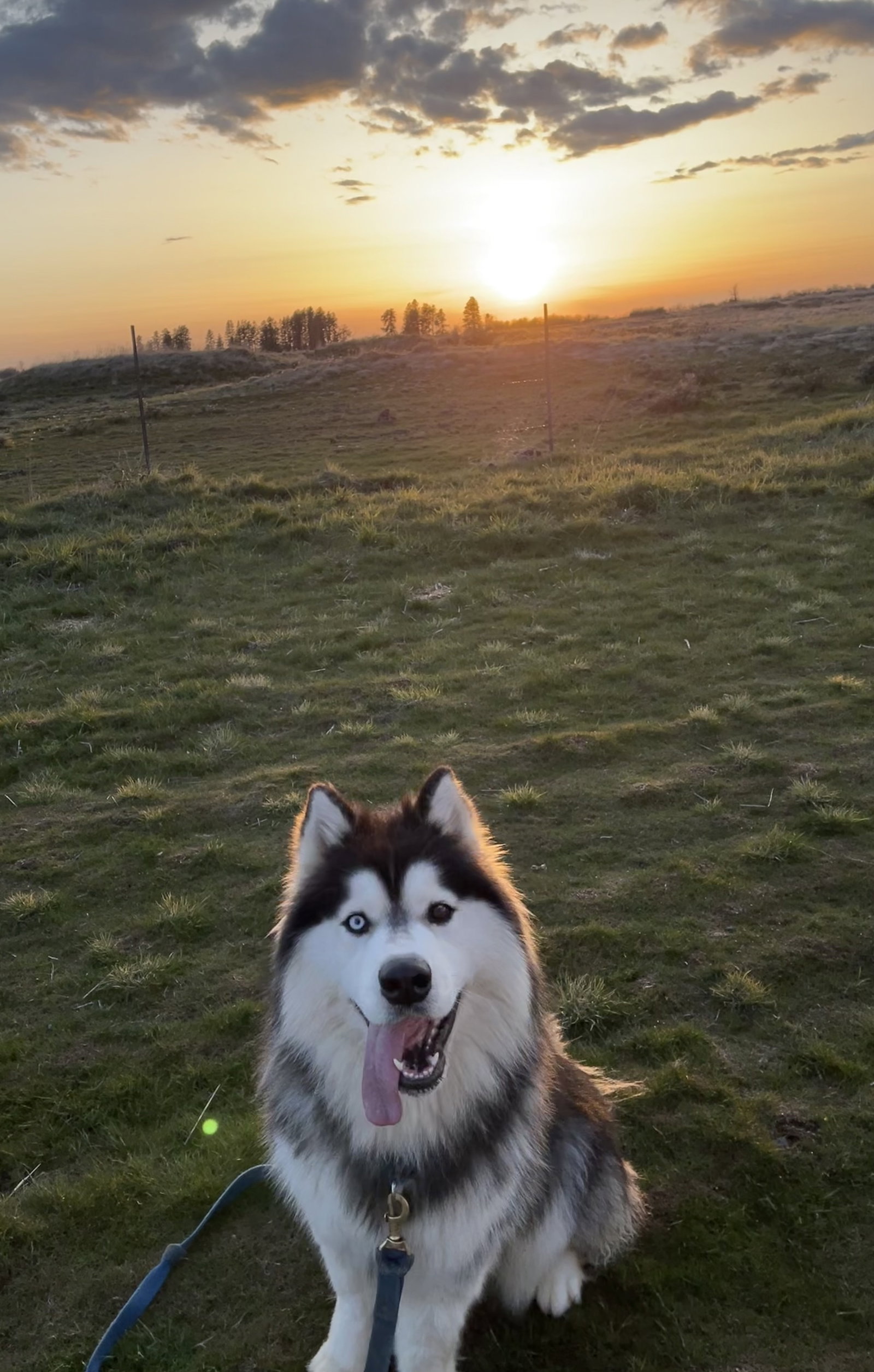 dog-image