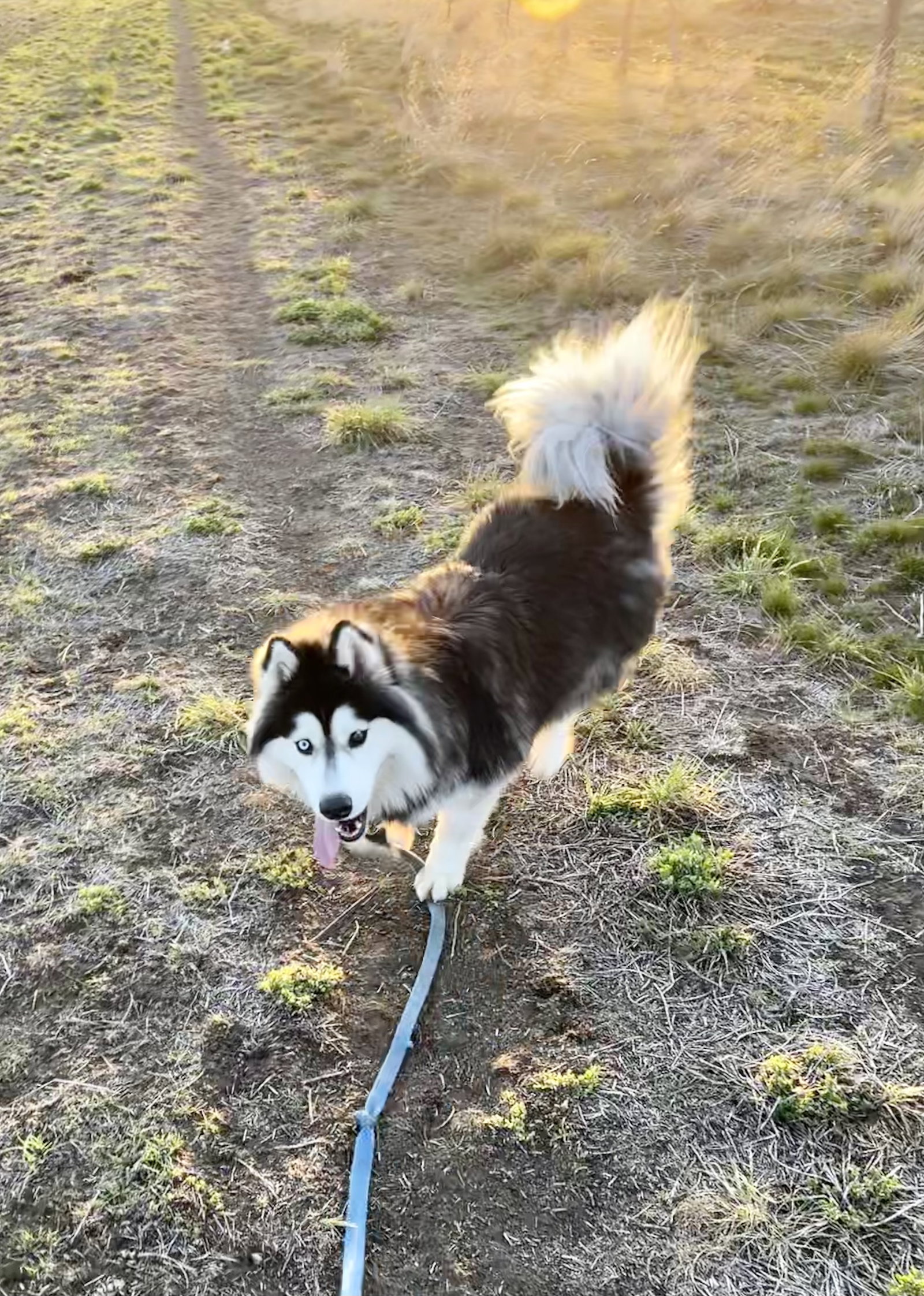 dog-image