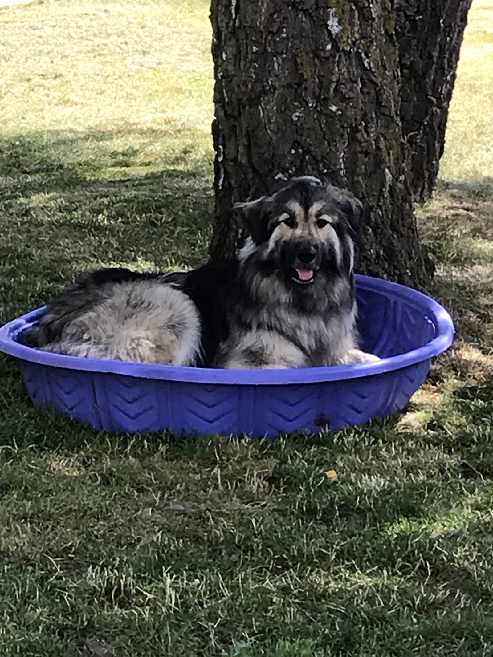 dog-image