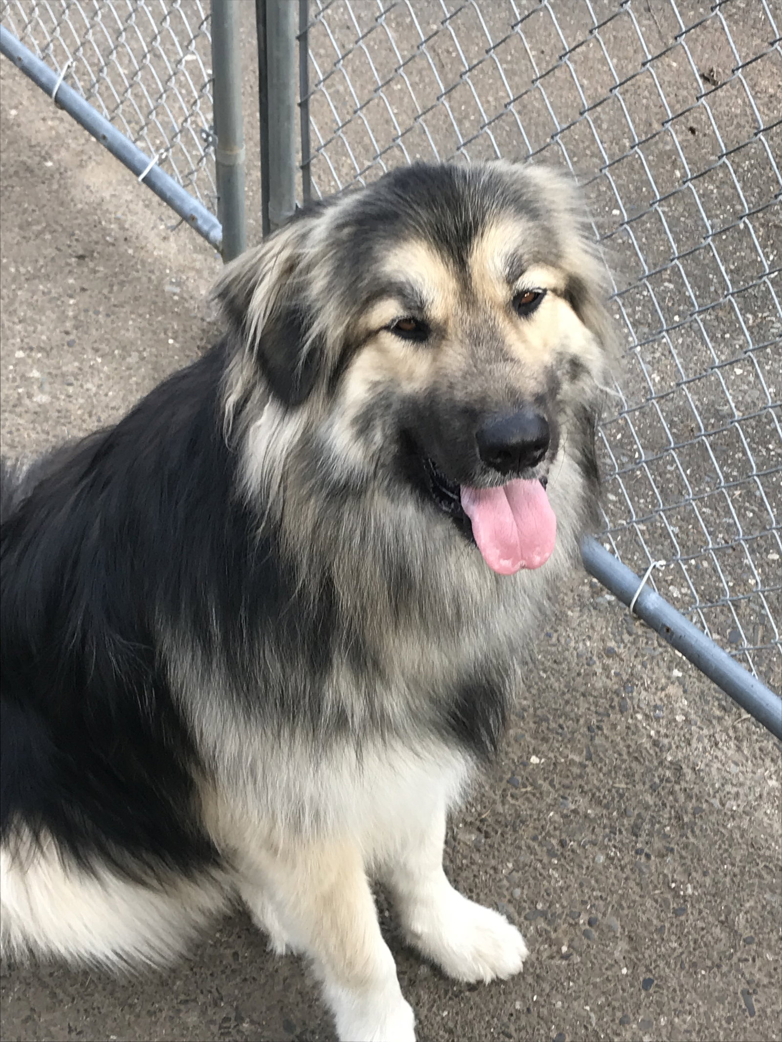 dog-image