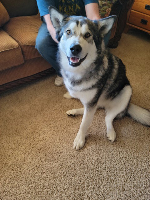 dog-image