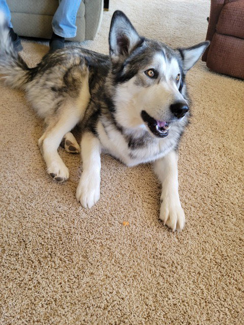 dog-image