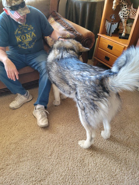 dog-image