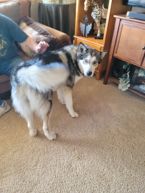 dog-image