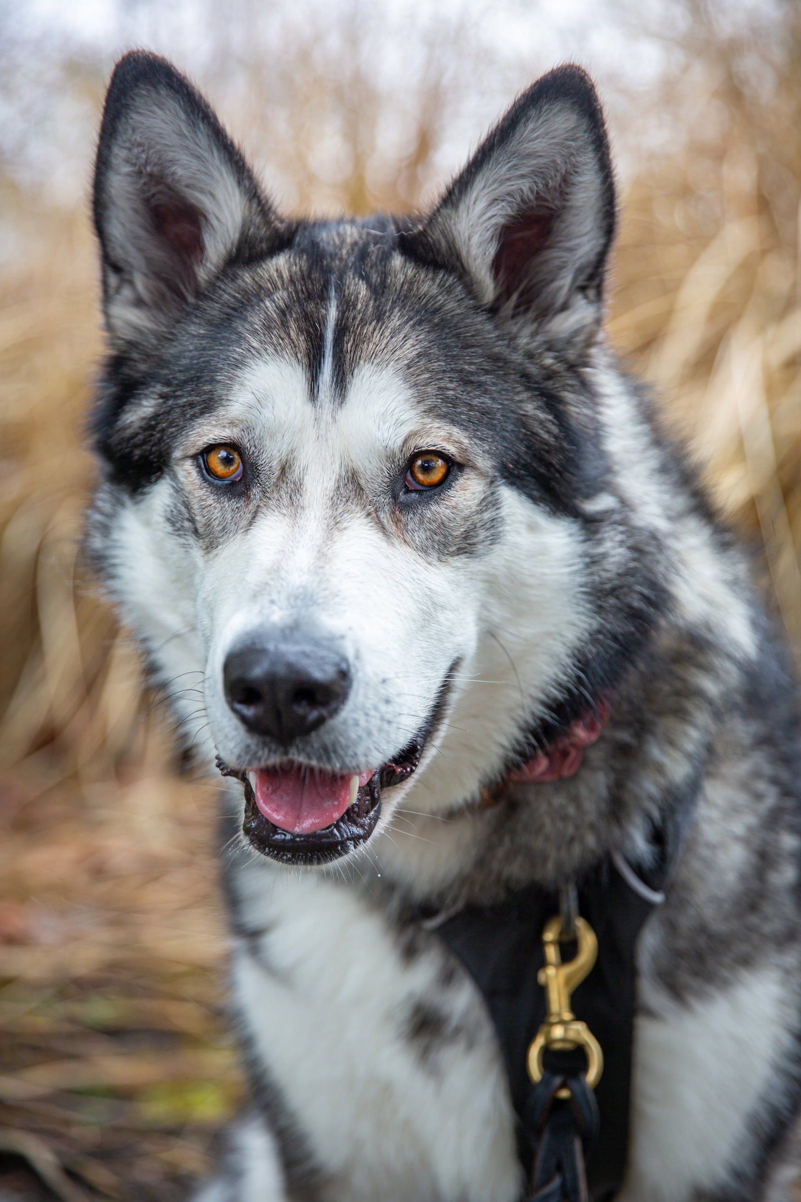 RAINY (renamed Reign)