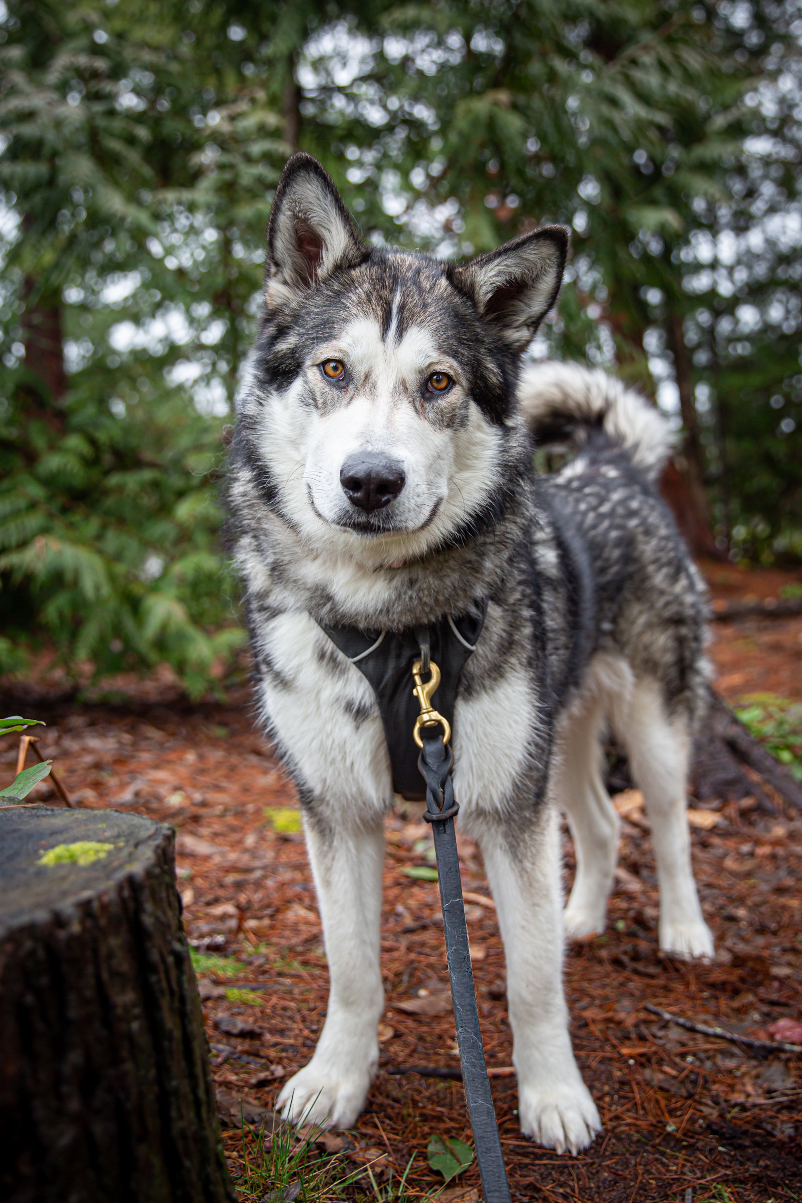 dog-image