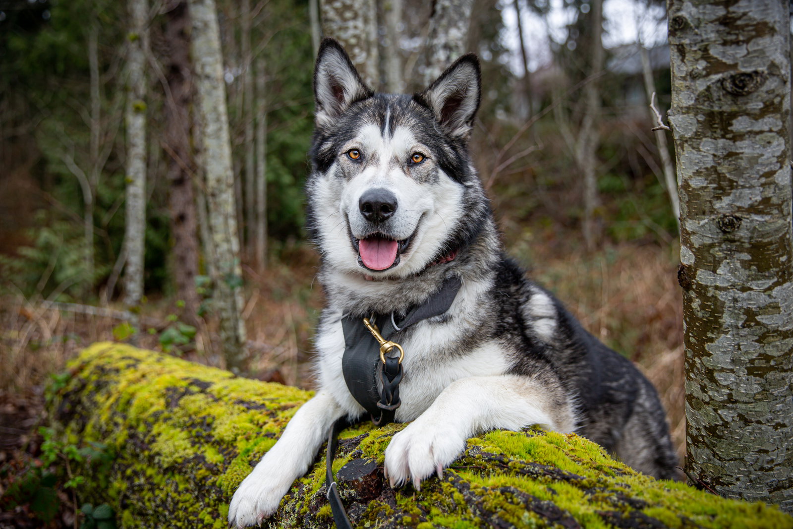 dog-image