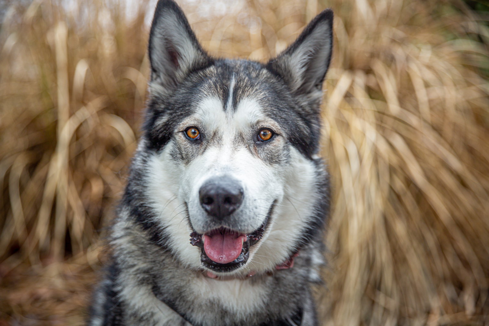 dog-image