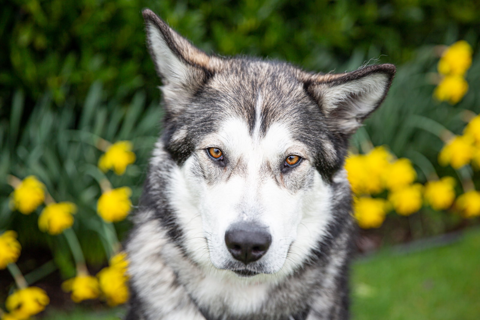 dog-image