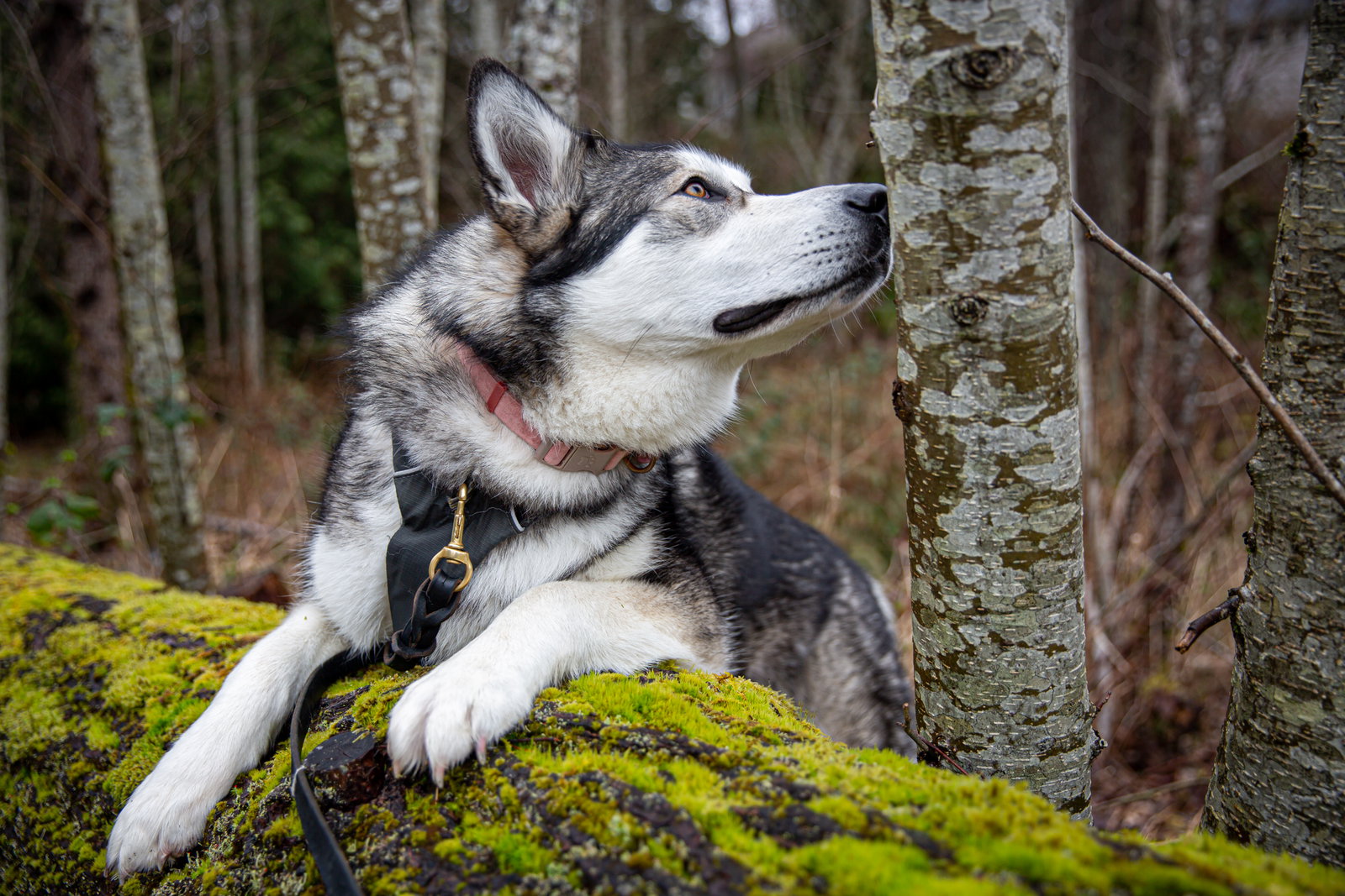 dog-image