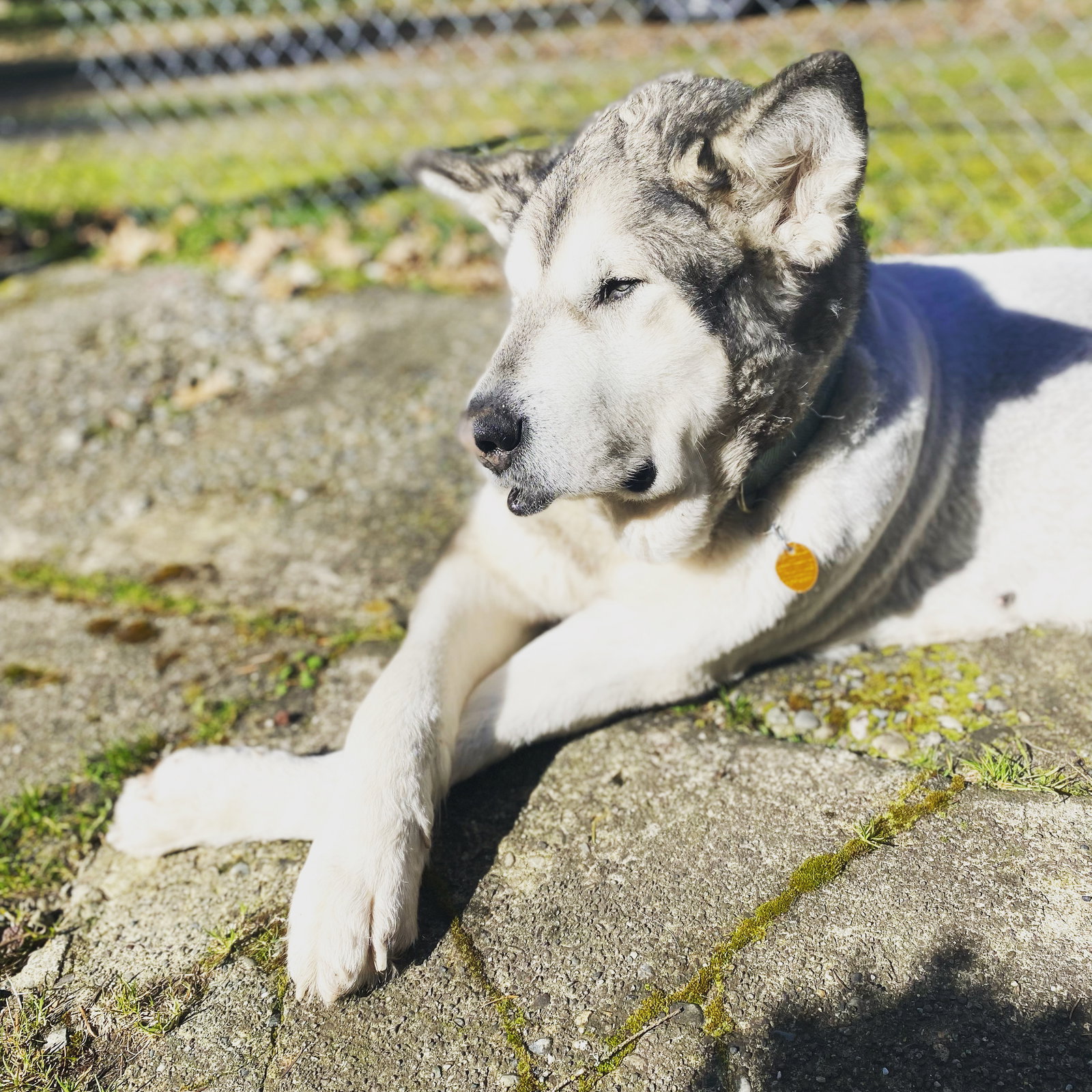 dog-image