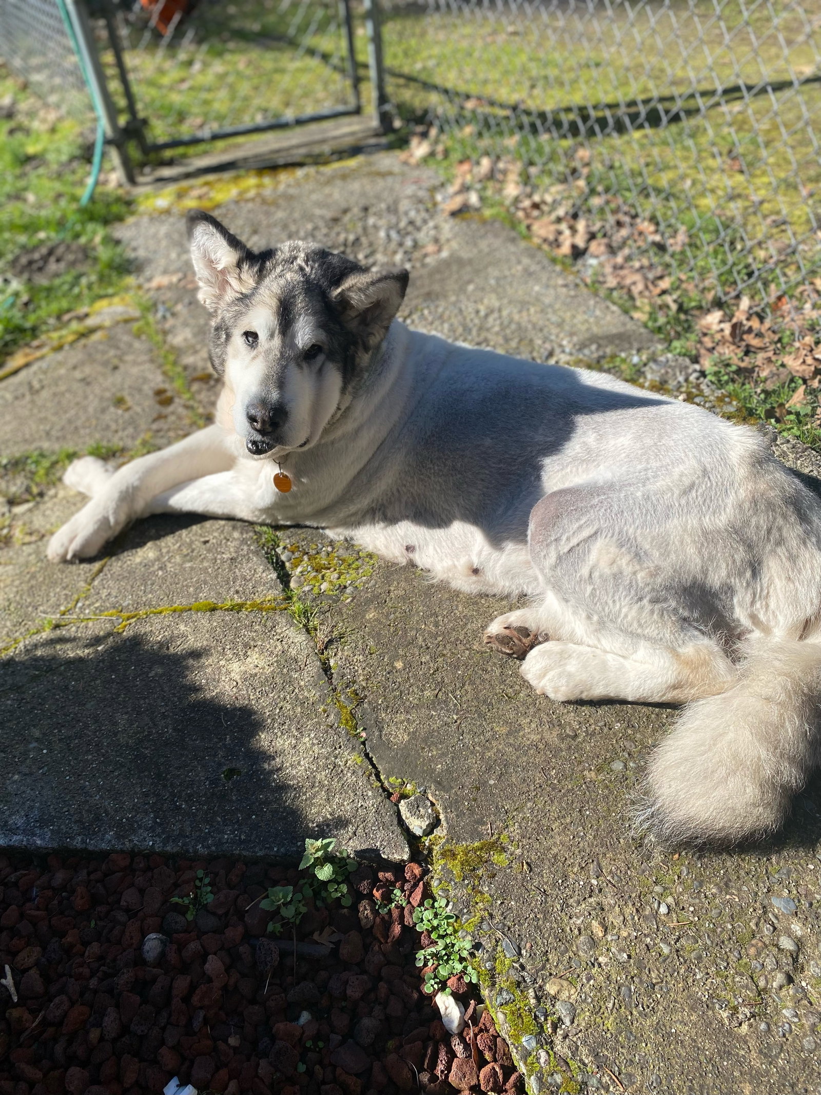 dog-image