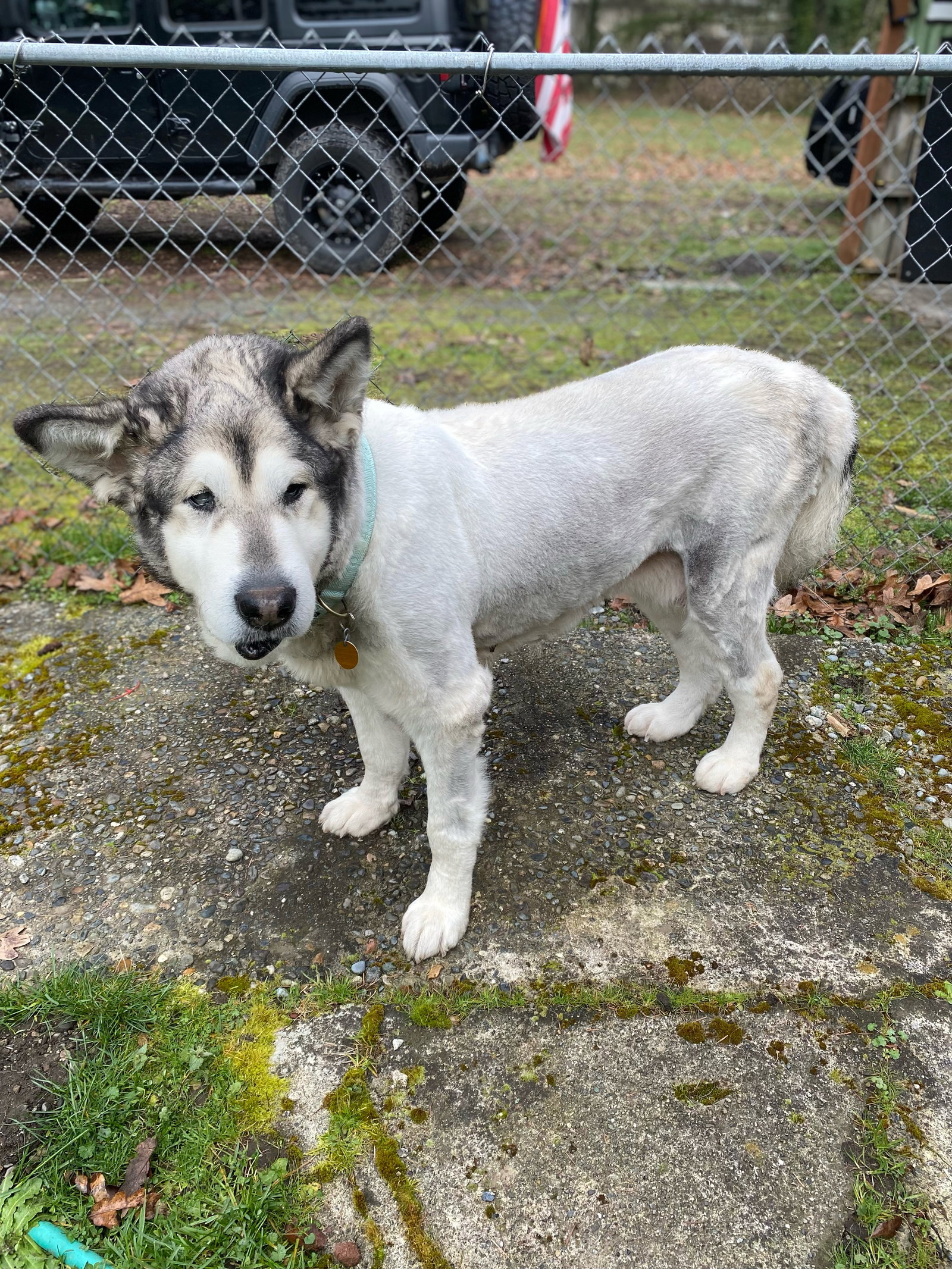 dog-image