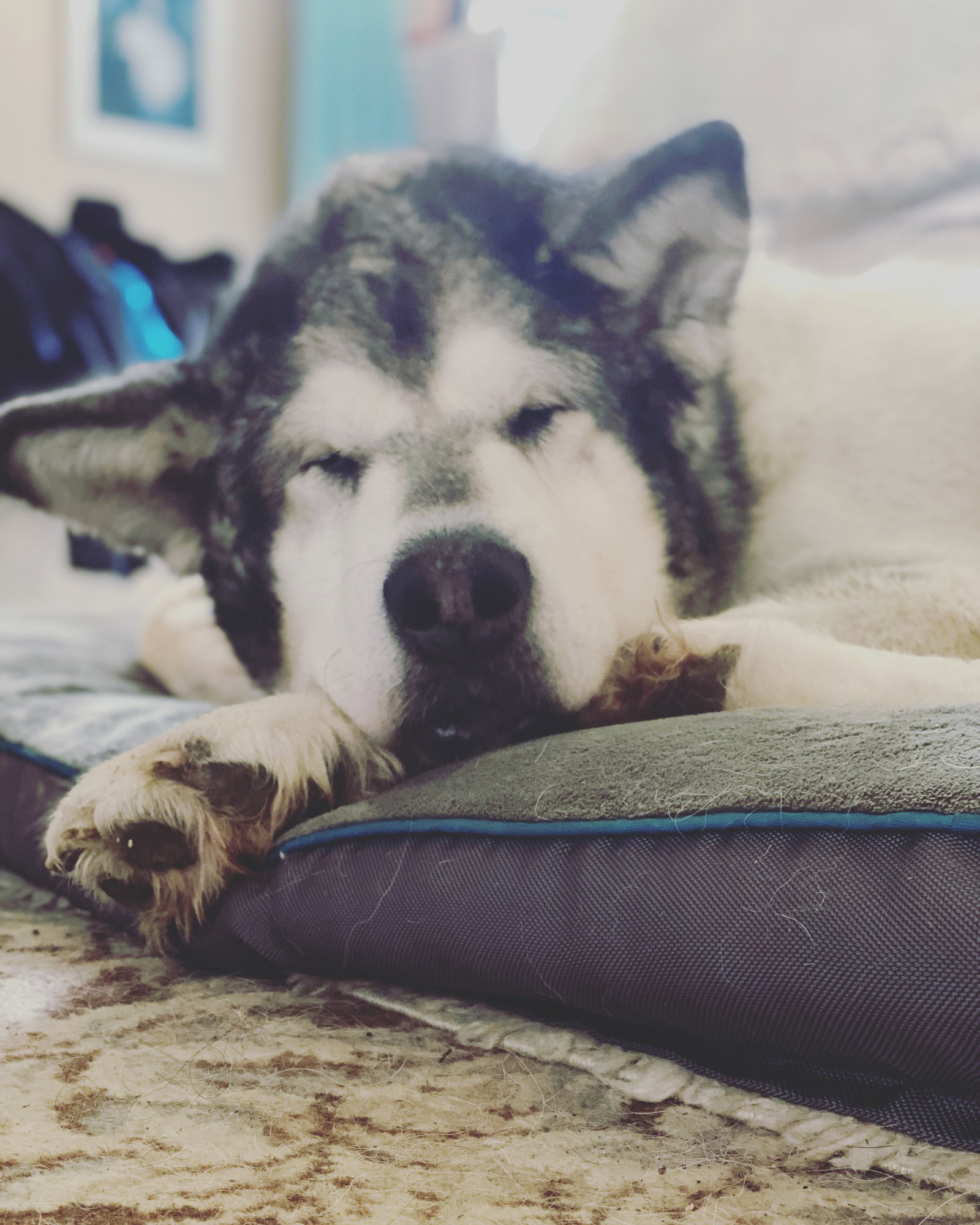 dog-image
