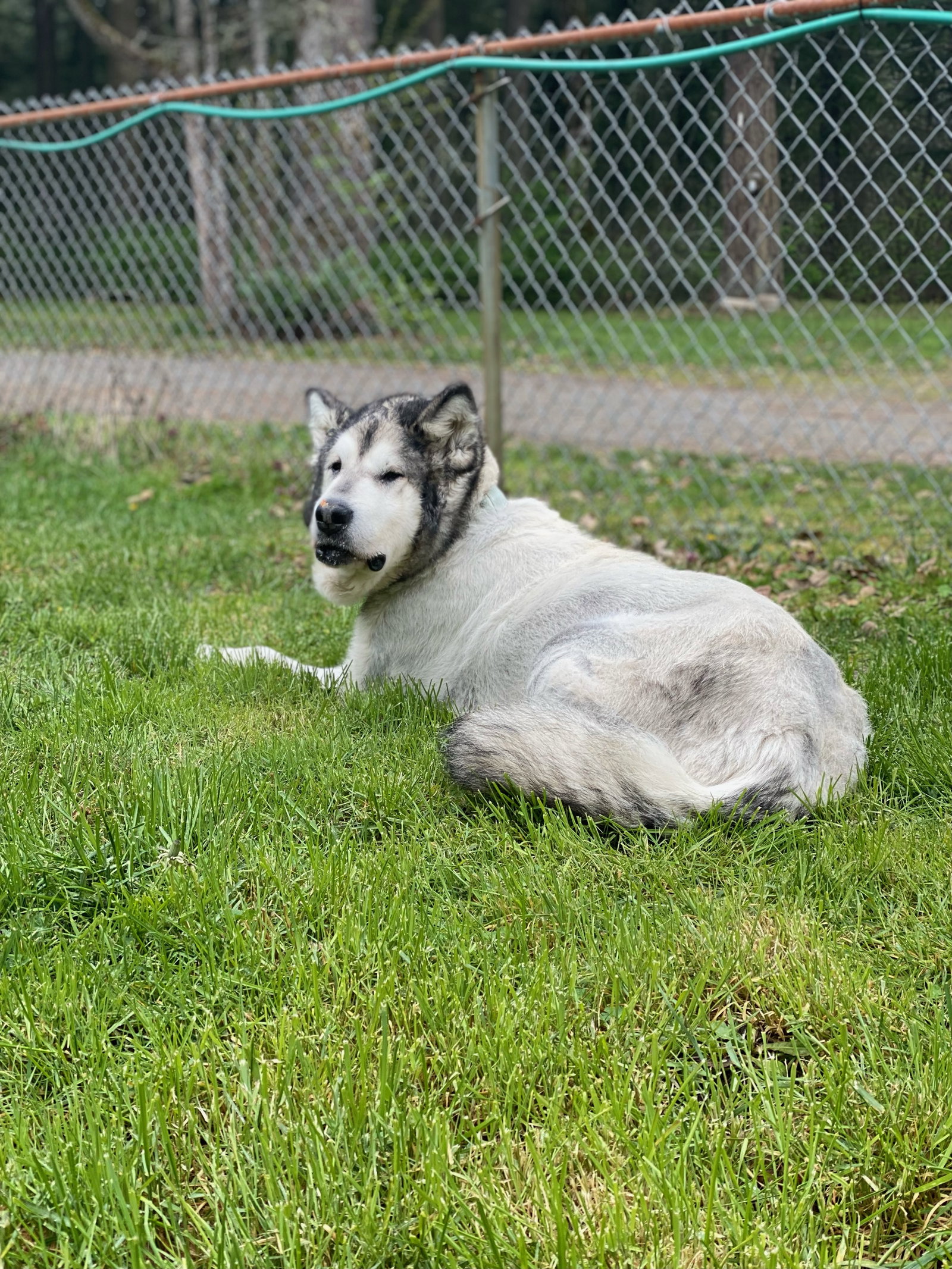 dog-image