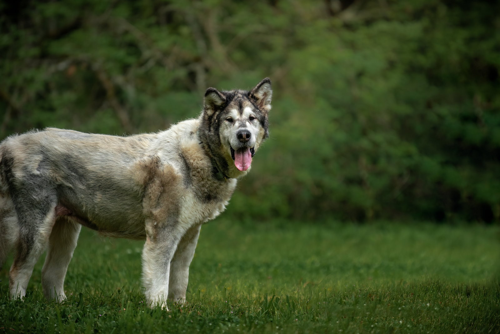 dog-image