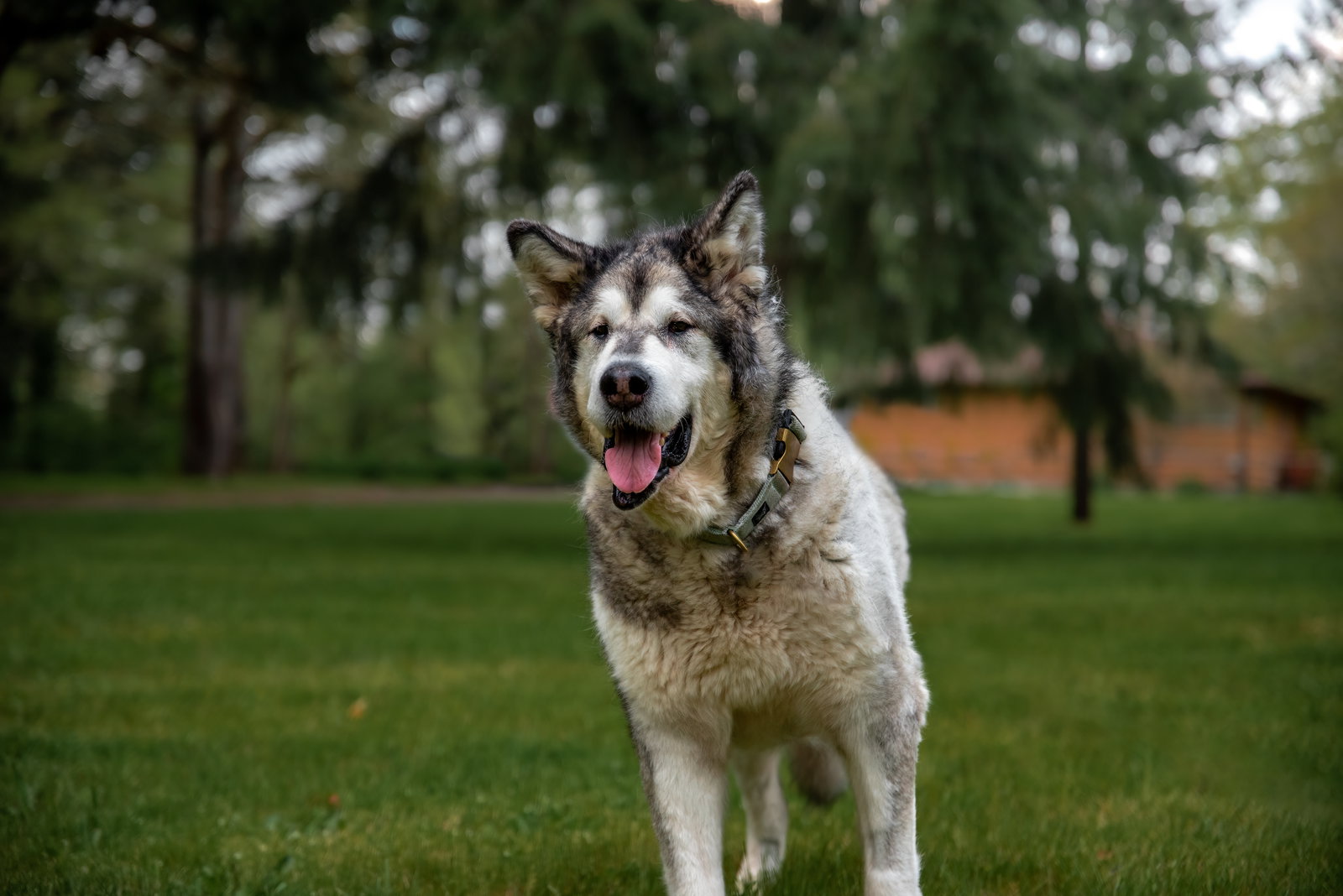 dog-image