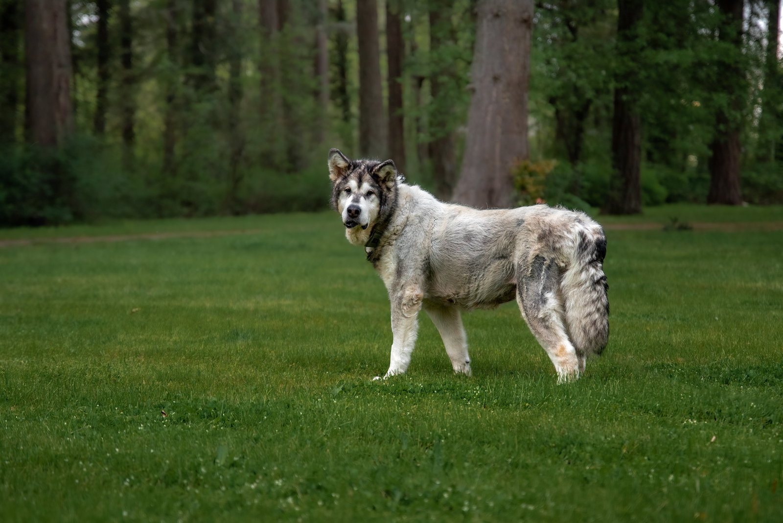 dog-image