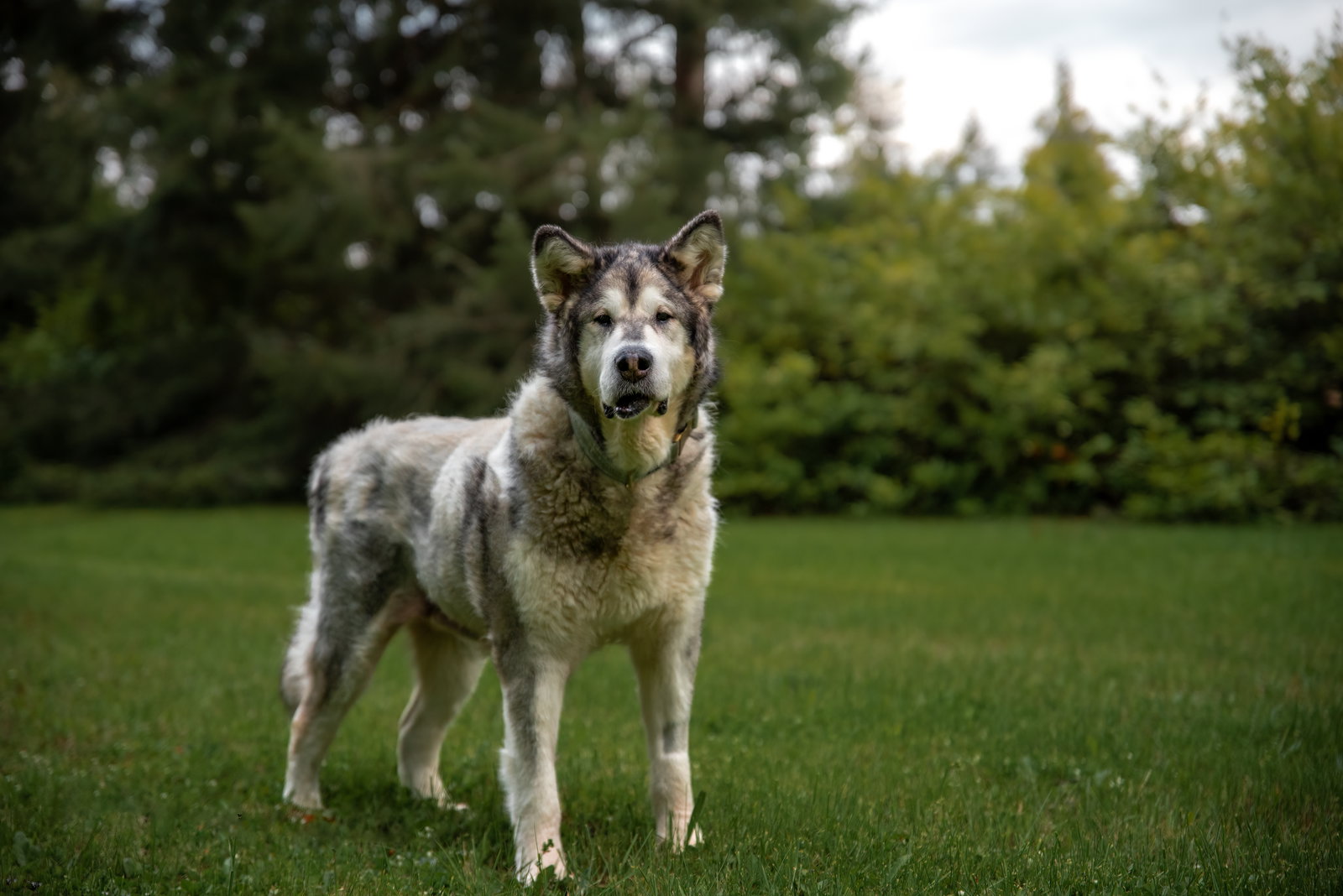 dog-image