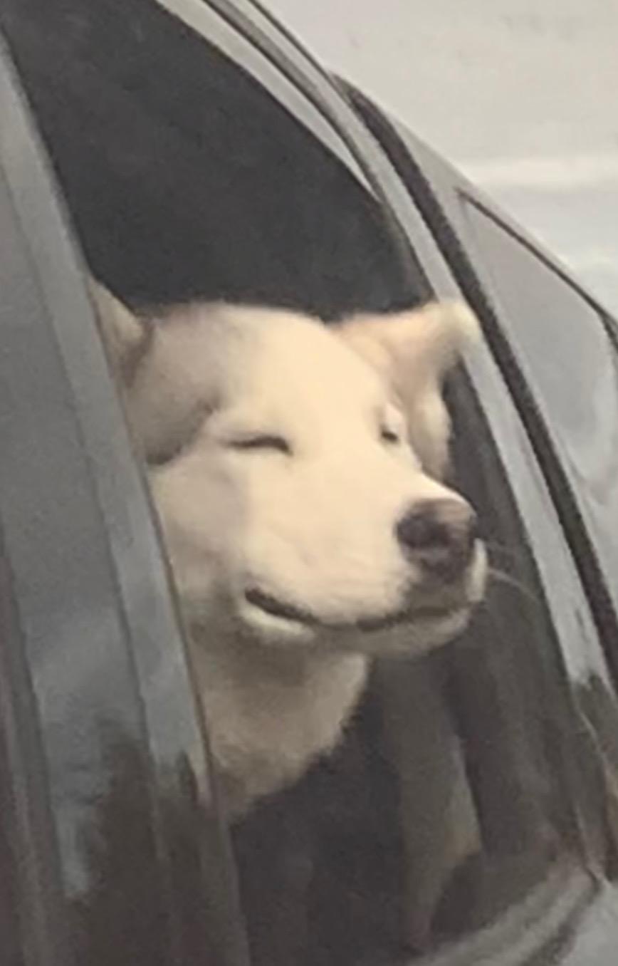 dog-image