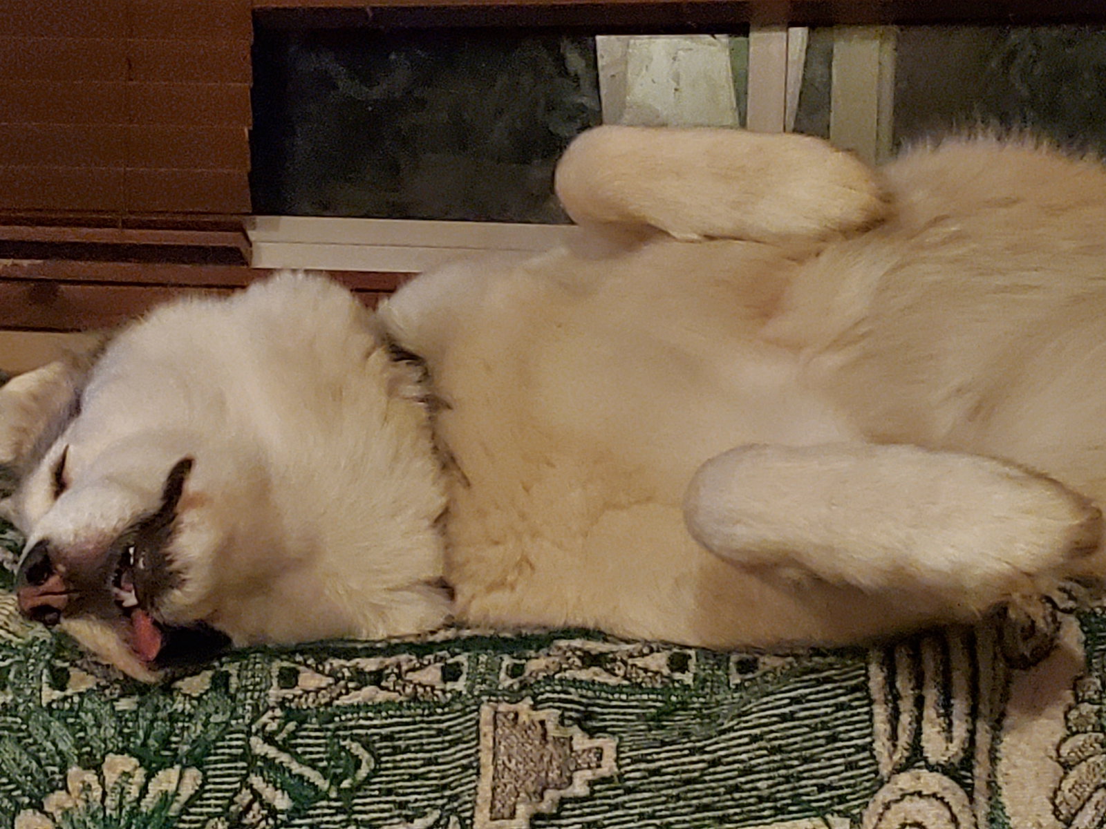 dog-image