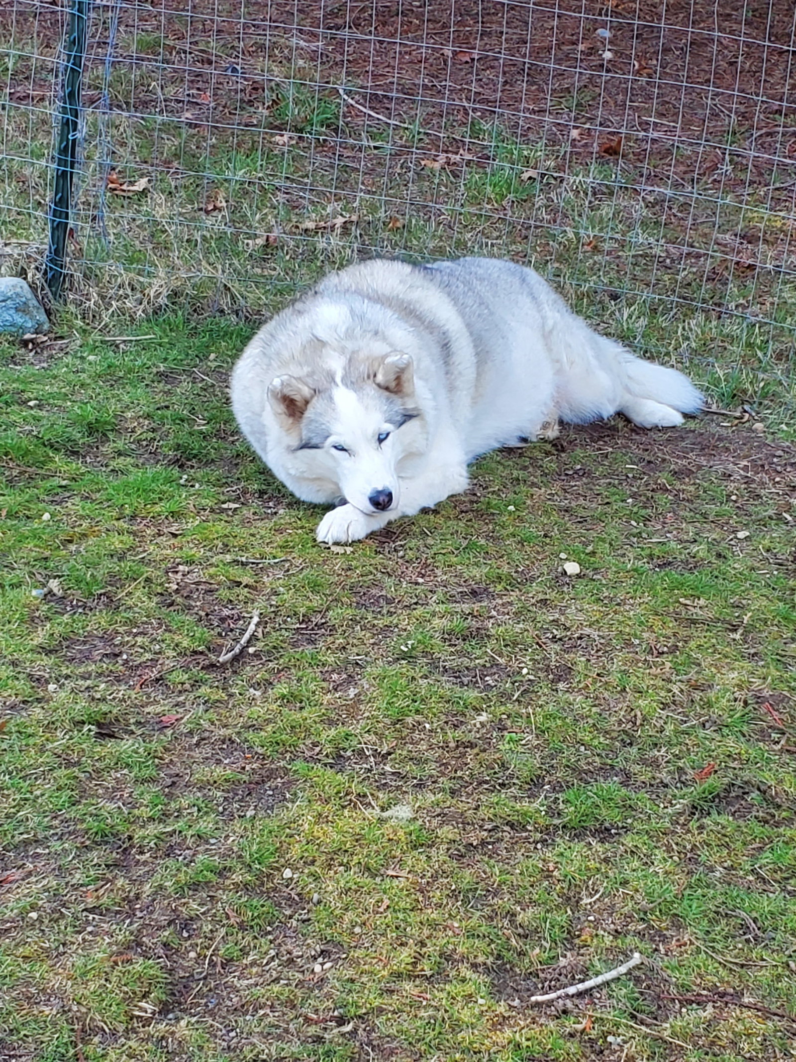 dog-image
