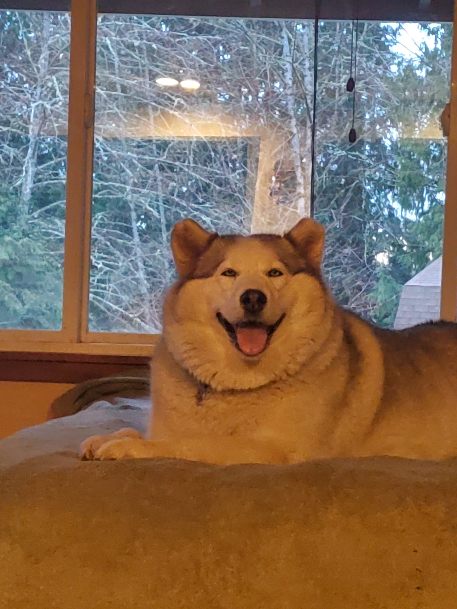 dog-image