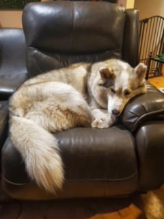 dog-image