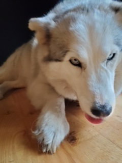dog-image