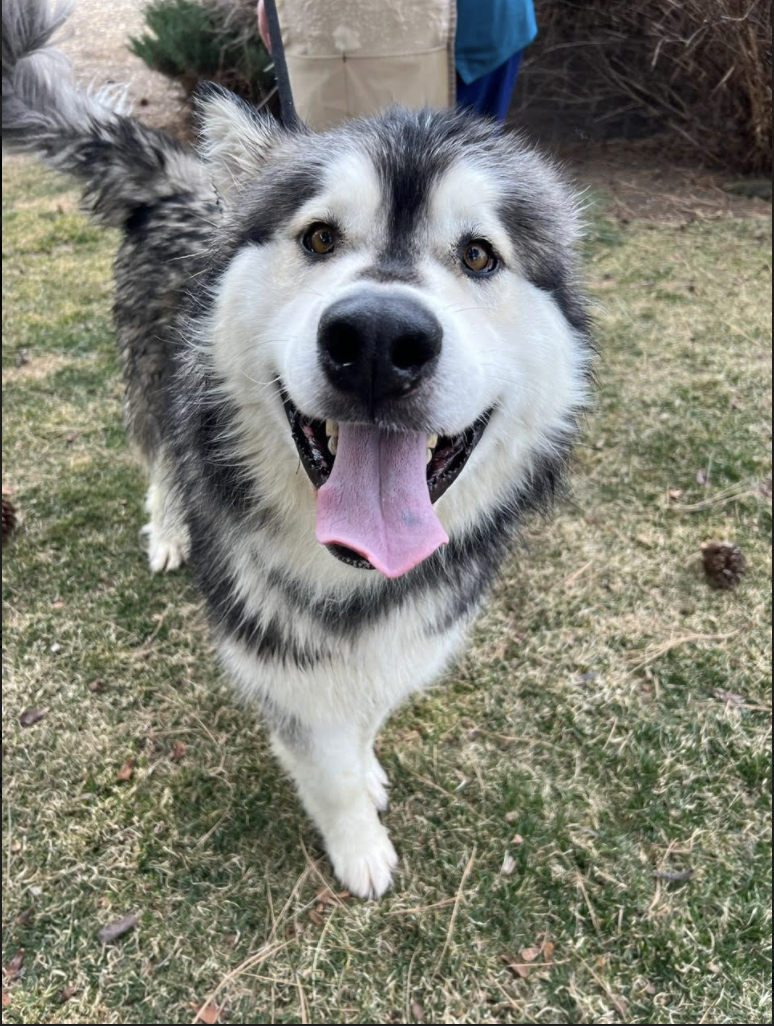 TOGAN (renamed Gideon)