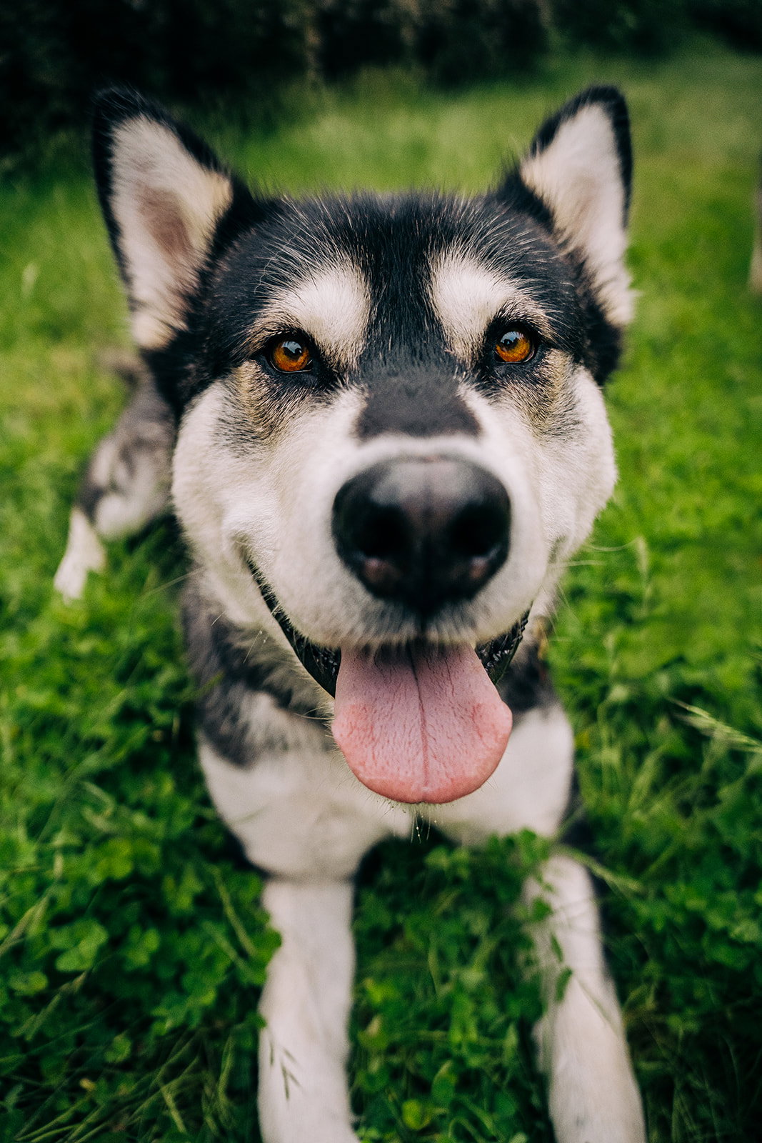 dog-image