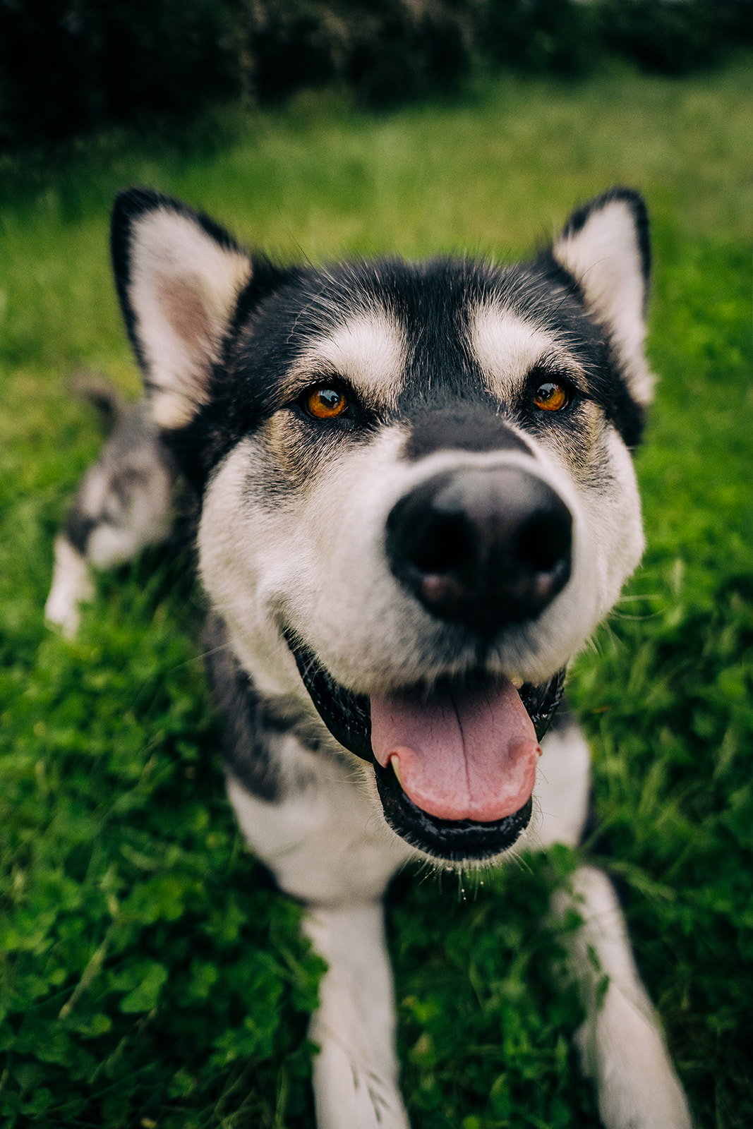 dog-image