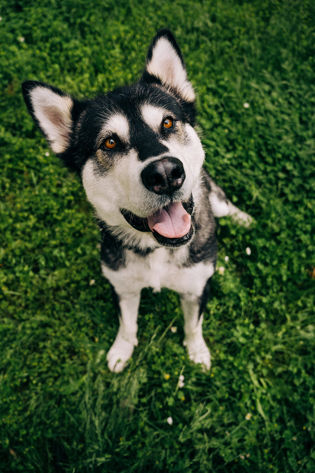 dog-image