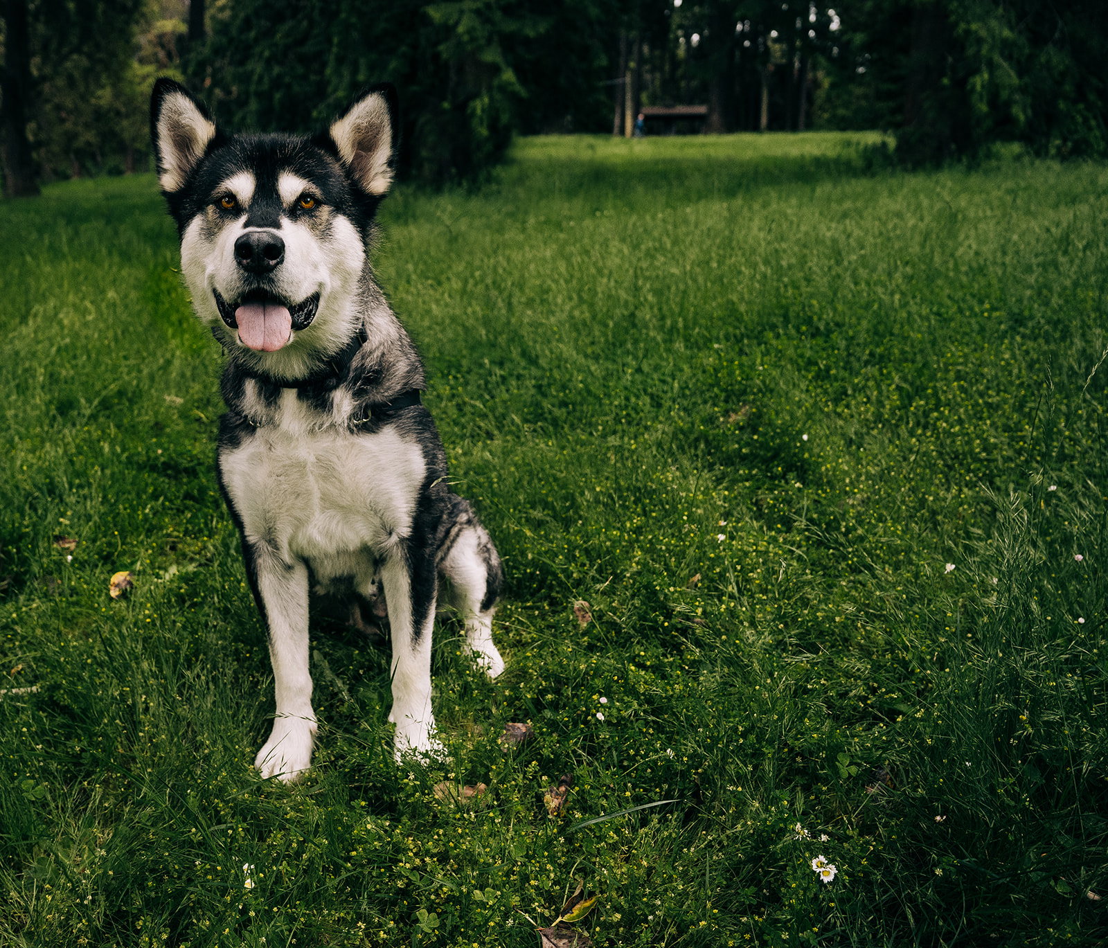 dog-image