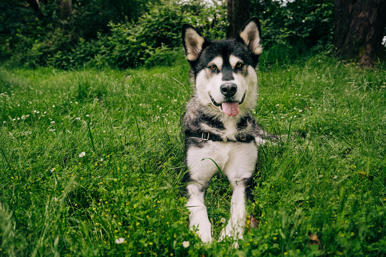 dog-image