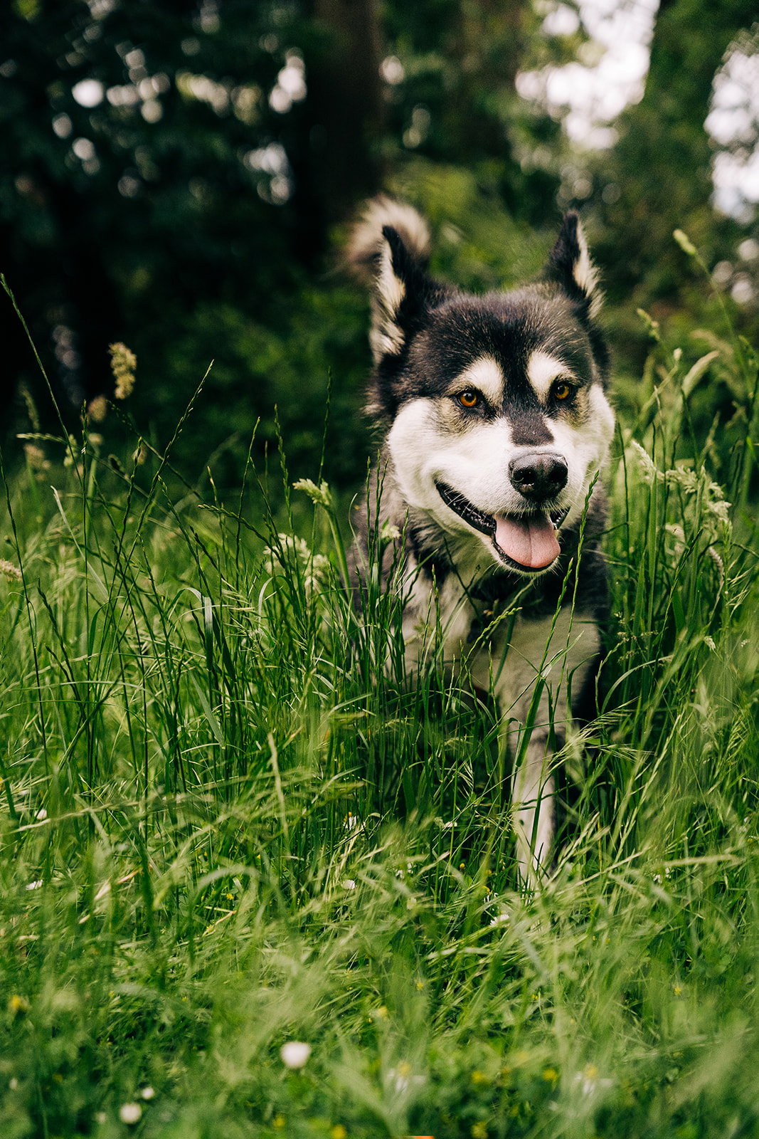 dog-image