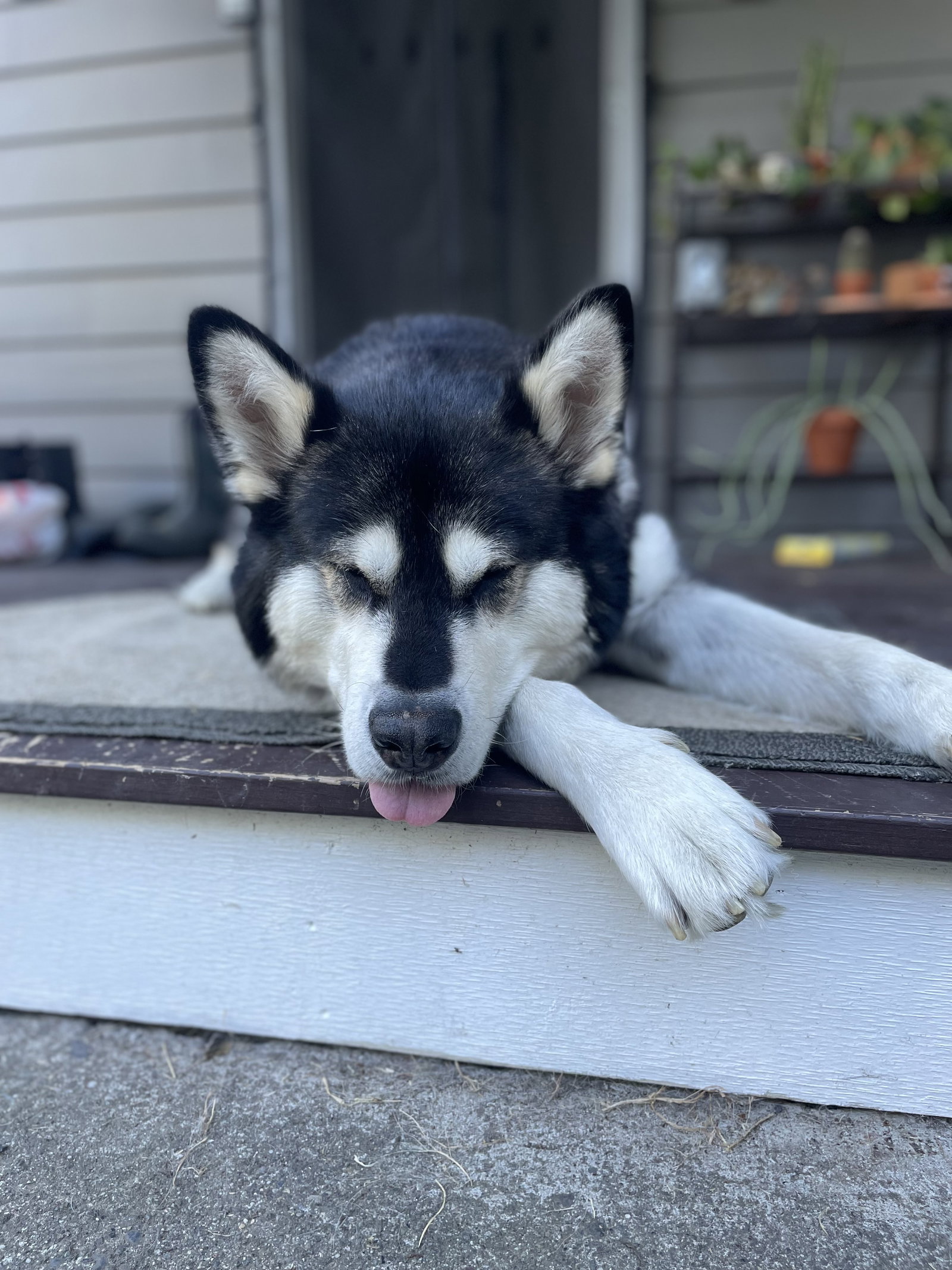 dog-image