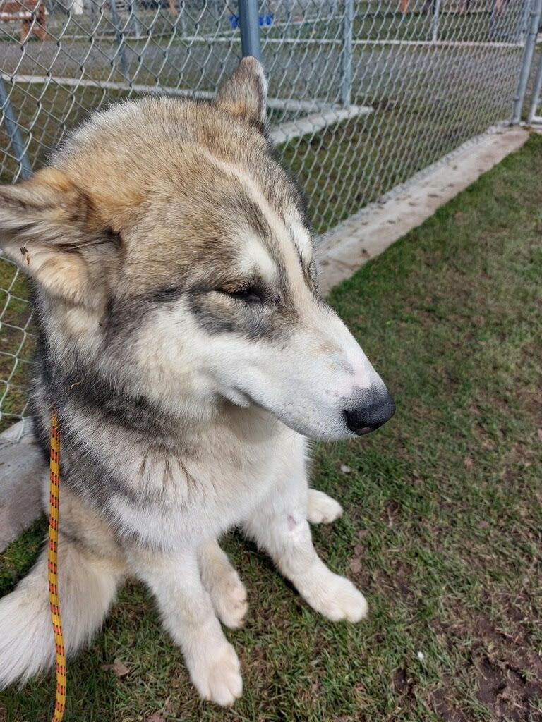dog-image