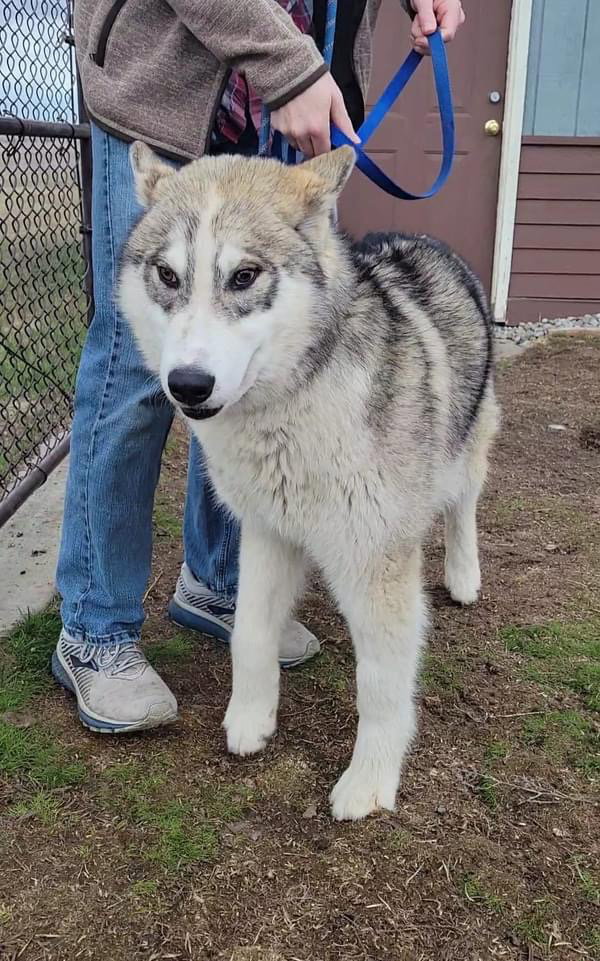 CLYDE (renamed Loki)
