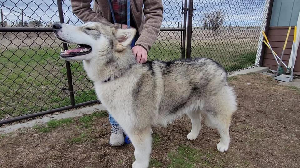dog-image