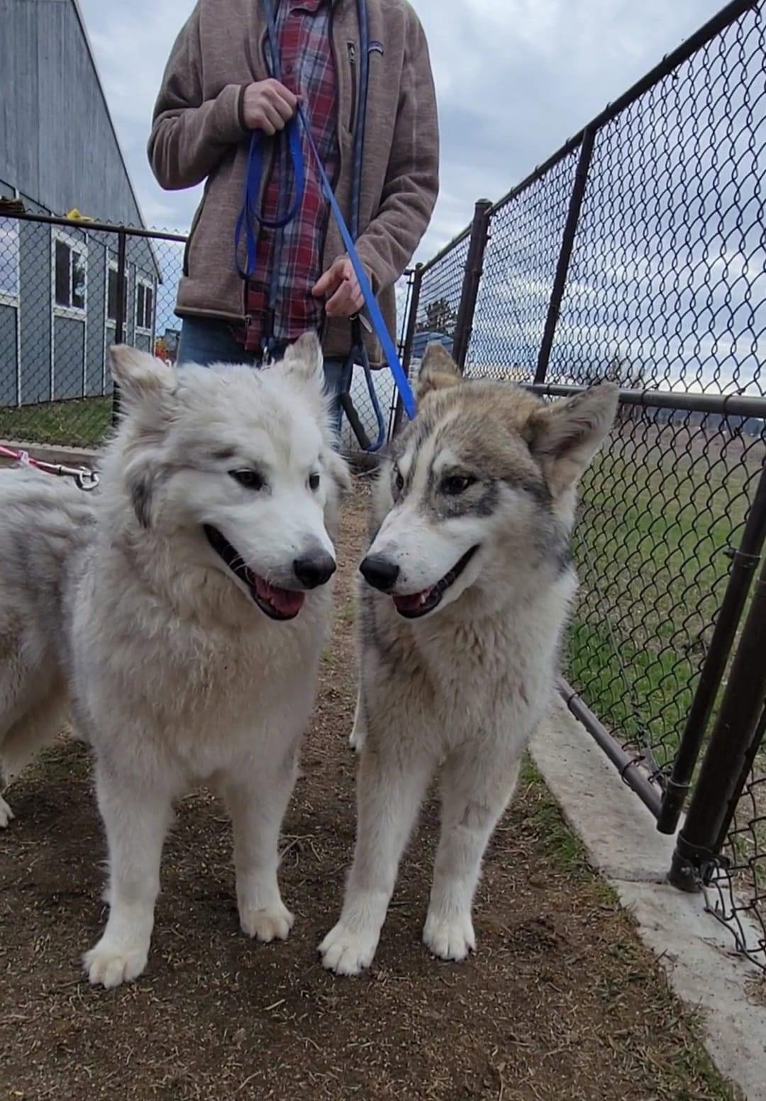 dog-image
