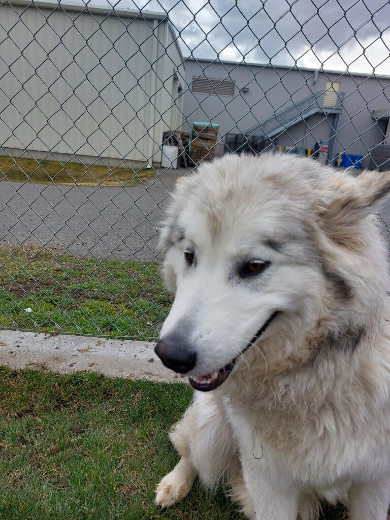 dog-image
