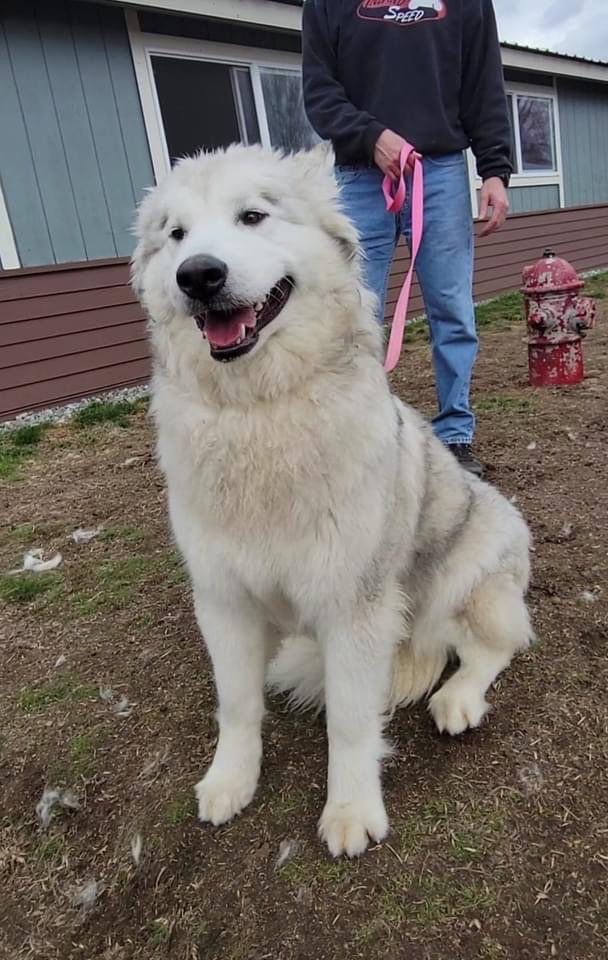 dog-image
