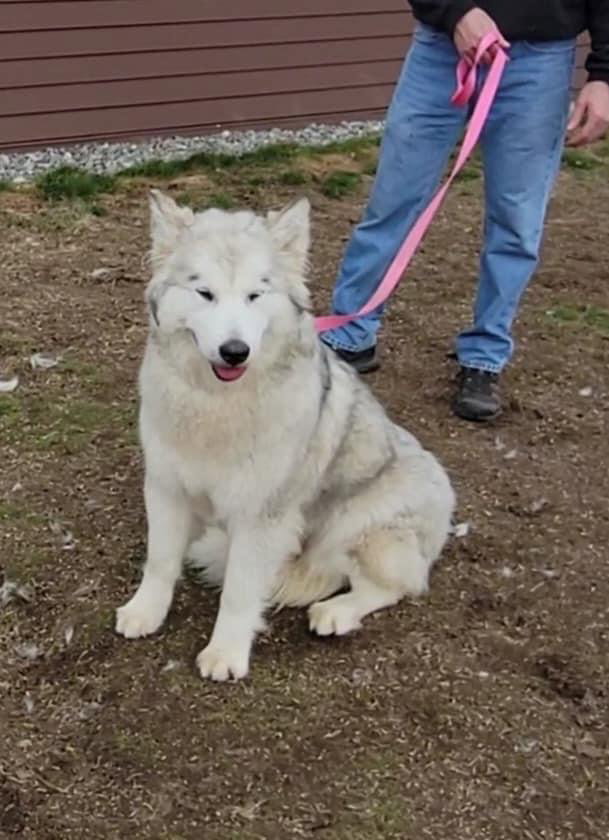dog-image